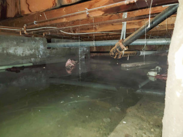 Best Basement water damage restoration  in Swansboro, NC